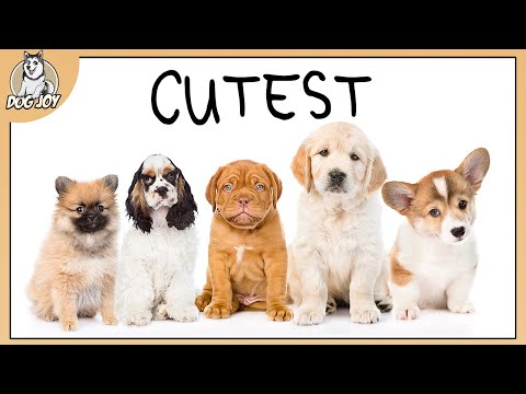 Cuteness Overload: The Cutest Dog Breeds Revealed