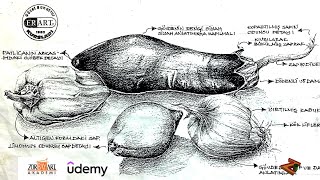 Başlangıç, Obje Natürmort Çizim Kursu I Beginners object still life drawing