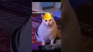 funny contruction fails | cat meme #constructionfails #workfails #funny