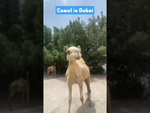 Camel in Dubai @Dubai @Sharjah @Abudhabi @Pakistan
