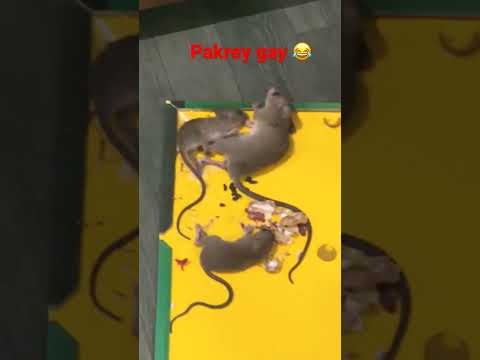 Catch the Rat