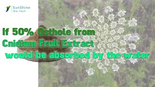 SQT water-soluble test video - 10: Cnidium Fruit Extract - 50% HPLC Osthole