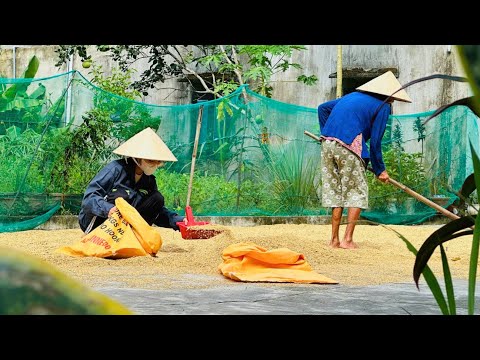 Vietnamese Girl Harvests Rice & Longan with Grandma | Hardworking Village Life