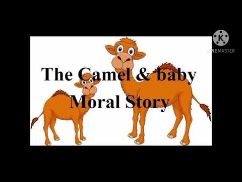 THE CAMEL AND THE BABY CAMEL