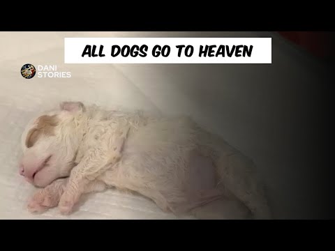 WARNING: Don’t Let This Happen to Your Puppy 😢