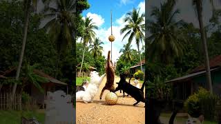 Cowboy Cat’s Wild West Kick! ���� #CowboyCat #RemixFun