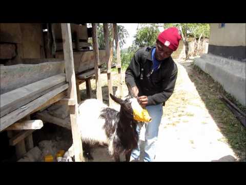 Improving smallholder Livelihoods through Goat Milk Yogurt Production in Tanzania.wmv