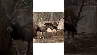 Dominance of older black buck over yonger one. #wildlife #junglestories #natgeowild  #nature