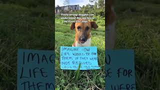Donation link in bio to help #puppy #dothingsyoudontwanttodo #rescuedog