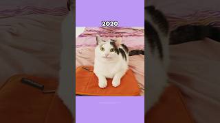 Where Are The Famous Cat Memes Now?💔🕊️ (ThenVsNow) #shorts