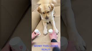 CUTE PUPPY'S HILARIOUS REACTION TO MAGIC TRICK!! #shorts #dogs