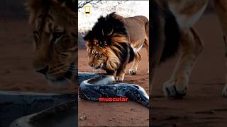 What Happened When The Lion See This Giant Python Snake?