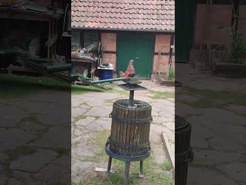 peacock opening his tail feathers (a bit disfigured)