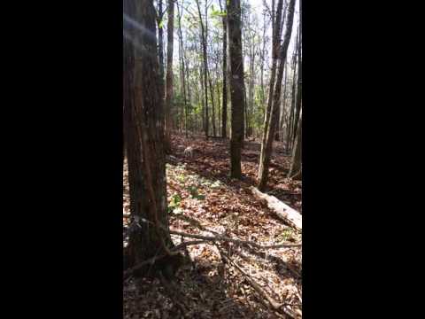 Spot n stalk on some small pigs