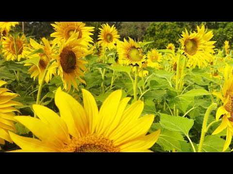Sunflower vives#सूर्यमुखी फूल की दृश्यों