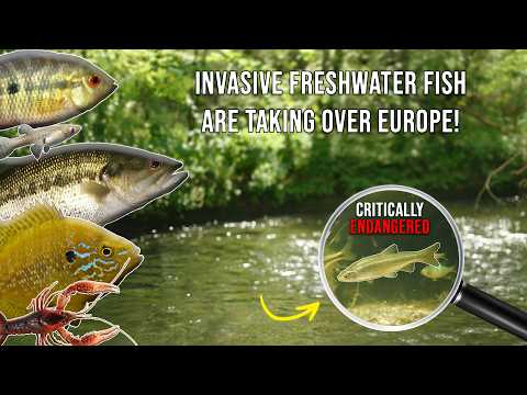 How Invasive American Fish are Destroying European Rivers - exclusive Underwater Footage