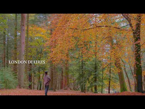 Cozy Autumn in London｜Relaxing time in the forest🍂Richmond park・bakery・New Forest