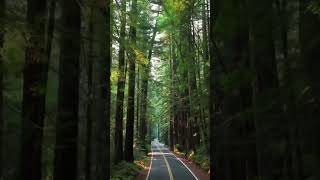 Humboldt County’s Picturesque Landscapes | California’s North Coast #shorts #travel
