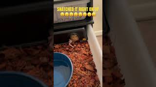 SNATCHED IT RIGHT ON UP #snake #shorts #animals #pets #memes #python #reels #tiktok #short #fyp