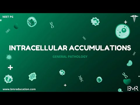 Intracellular accumulations and pigments | General Pathology