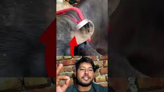 Desi Jugaad That Shakes Your Mind | Smart Idea of ​​the Poor #reactionvideos
