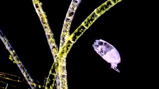 Rotifers: Micro Animals With Wheels
