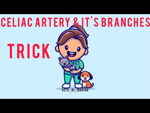 CELIAC ARTERY AND IT'S BRANCHES @vete_ri_narian