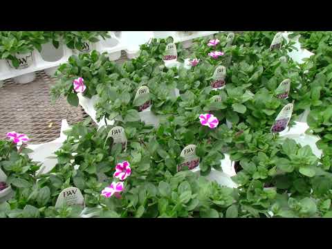 Loving Local - Fountains Green Grow-Cery