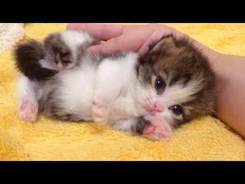 Lovely kittens will brighten your day ♥
