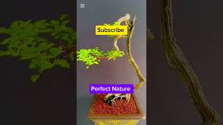 cutting plants #cutting #molanatariqjameel #exploreislam #foryou