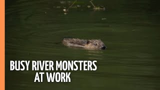 The Beavers are back - Busy river monsters at work | Full Documentary