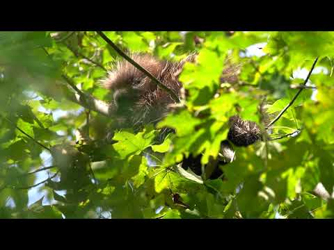 Wildlife short film