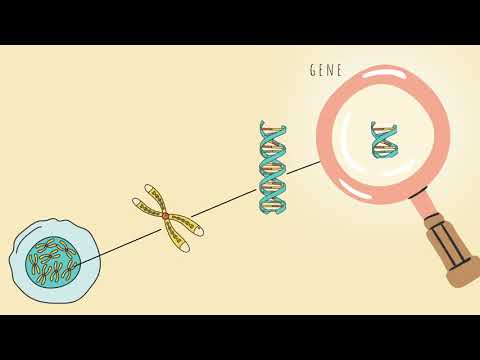 Protein Synthesis I Transcription + Translation I RNA + DNA