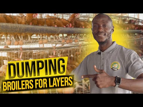 How To Start A Layers Poultry Farm in Nigeria