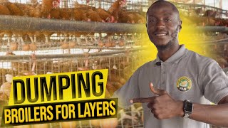 How To Start A Layers Poultry Farm in Nigeria