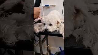 grooming time 🐕🐾🥰 #artist #dog_features