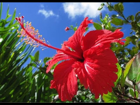 Hibiscus Flower !
