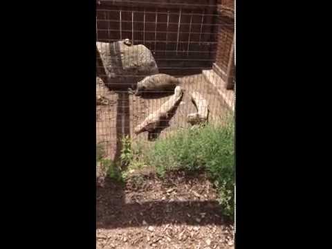 Possibly a High Badger.