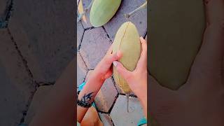 Baobab Tree Fruit#shorts || Baobab Tree In India#shorts