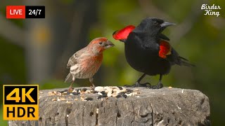 🔴 24/7 LIVE: Cat TV for Cats to Watch 😺 Wild Birds in a Beautiful Day 📺 4K Cat Games