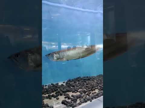 Marine Expo Kollam 2023. #marine #marineworld #marineexpo #fish #fishlover #underwater #sea