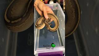 Black Magic! #molinarosnakelab #ballpython #royalpython #python #blackmagic #reptiles #snakebreeding