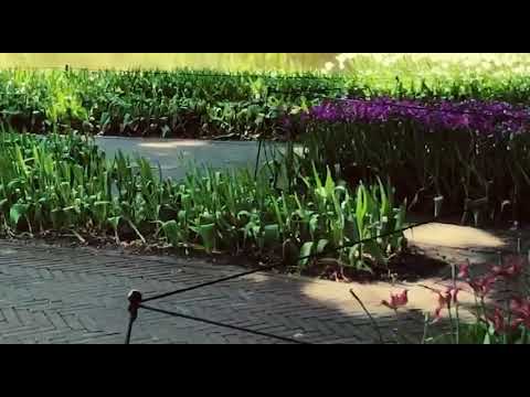 [lofi hip hop] Been walking around with a good music