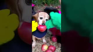 #music #dance #art #automobile #live #audio #funny #edit #memes #pvz