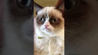 The Grumpy Cat #cats