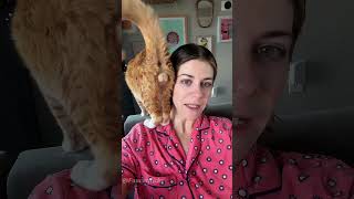 Typically orange cat behavior 😂😂😂#cat#catlover#orangecat#funnycat#catvideos #fyp
