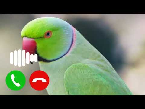 #iphoneringtone #newringtone #ringtone #loveringtone #fluteringtone #vivoringtone #sadringtone #sms