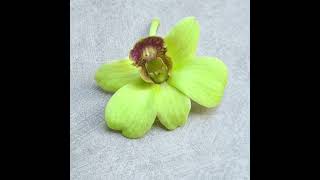 Green Orchids for Stunning Floral Creations #weddingflowers #orchidarrangement #orchidslover