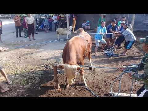 kasihan* korban sapi gaes**CR