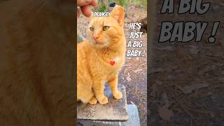"I Warned Him!"🧡Adorable Orange Tabby Cat #catlover #shorts